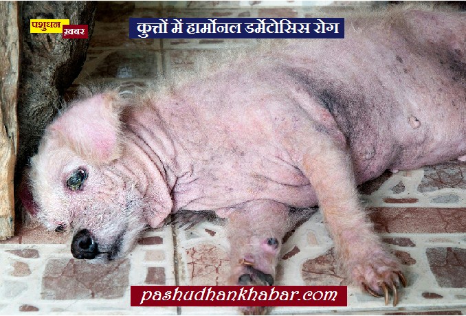 Dog Me Hormonal Dermatosis Disease Kya Hai