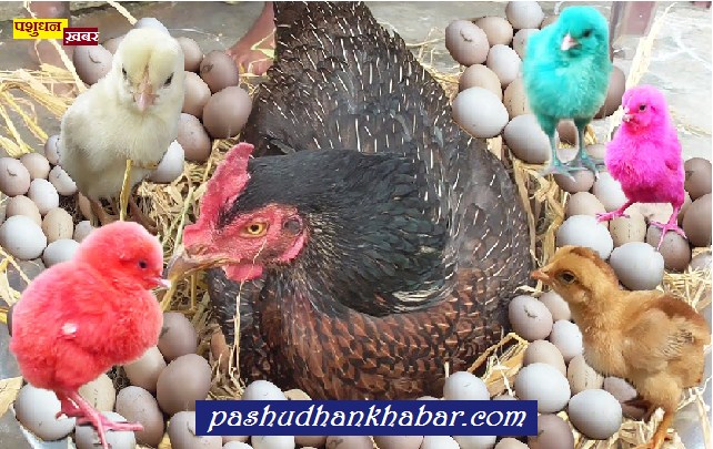 Egg Production Top Rank in India