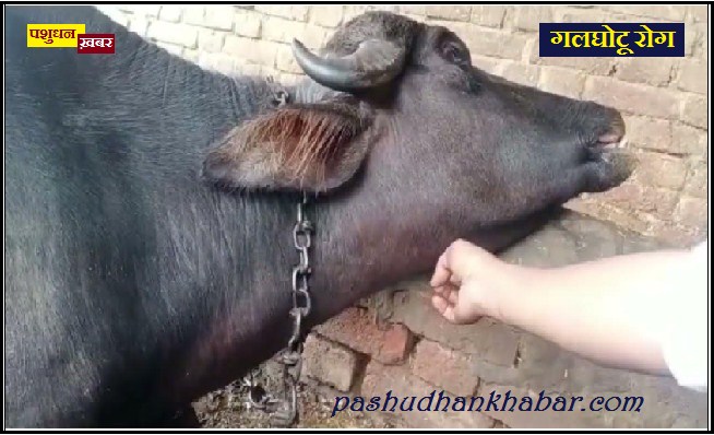 Hemorrhagic Septicemia Ka Mahatva Aur Roktham