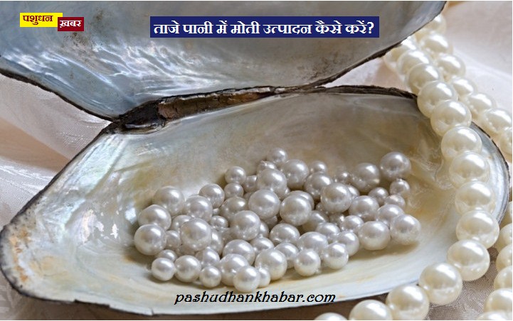 Taje Pani Me Moti Utpadan Kya Hai