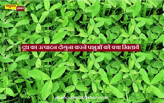 Dudh Ka Utpadan Doguna Karne Pashuon Ko Kya Khilaye