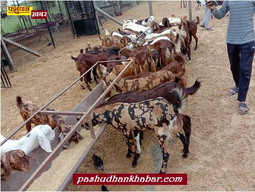 Bakripalan Ke Liye Kuchh Importance Useful Fact