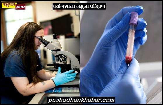 Laboratory Sample Collection in Livestock