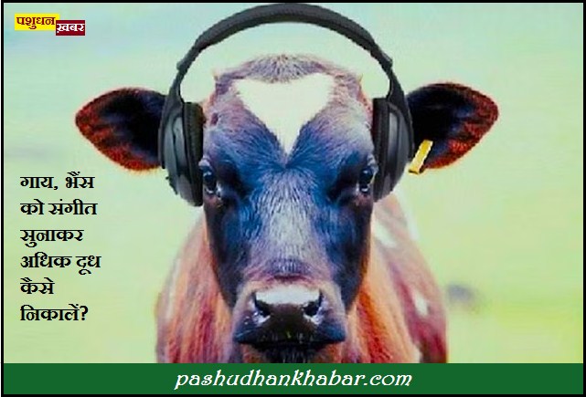 Music Ka Cow Ke Dudh Utpadan Par Prabhav