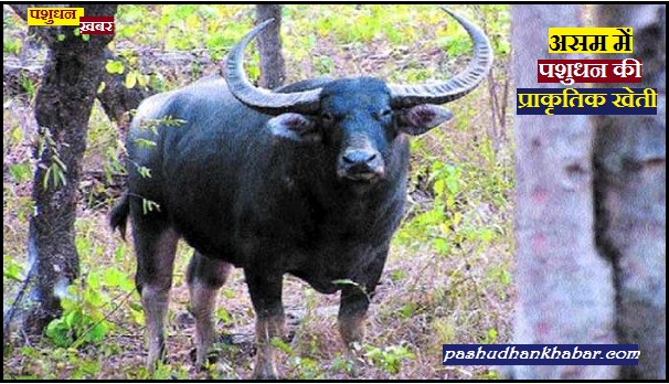 North East Bharat Me Pashudhan Ki Natural Farming