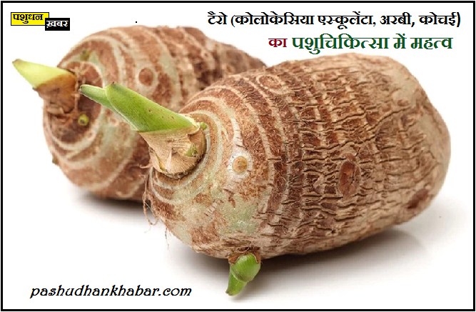Taro Colocasia Esculenta Ka Pashuchikitsa Me Mahatva