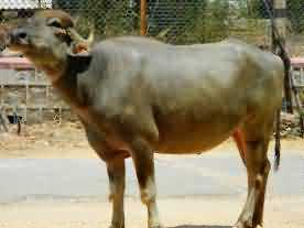 Bhadawari