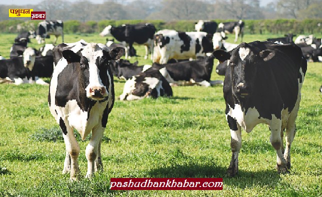 Notification Issued For Diploma in Animal Husbandry