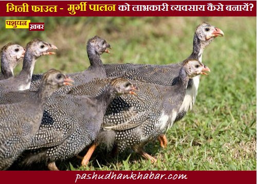 Guinea Fowl Farming Business