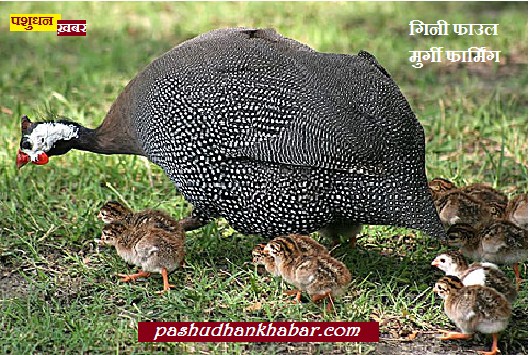Guinea Fowl Pintades Production And Business