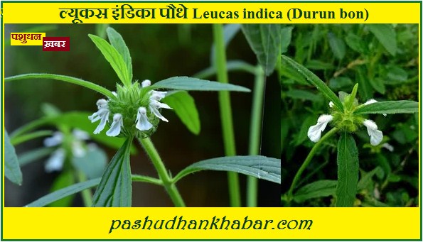 Leucas Indica Plant Ka Pashu Chikitsiy Mahatva