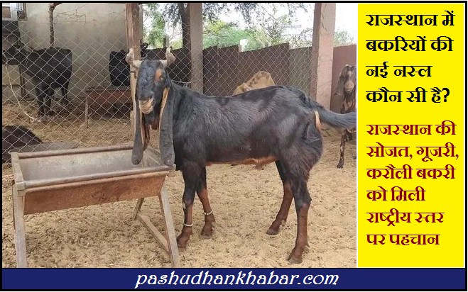 Rajasthan Me Khoji Bakri Ka Kya Name Hai