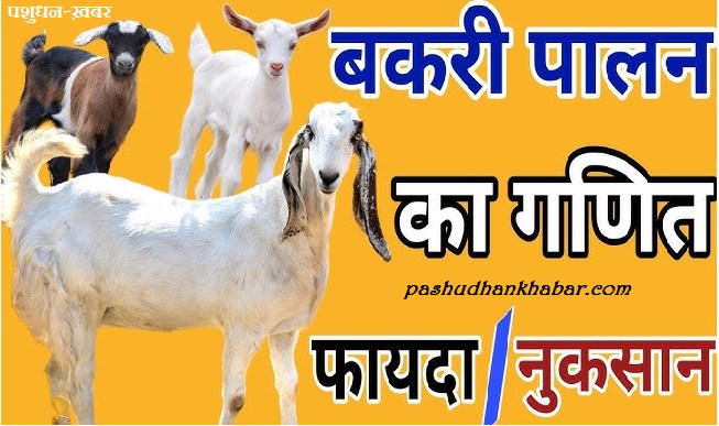 Goat Farming Training