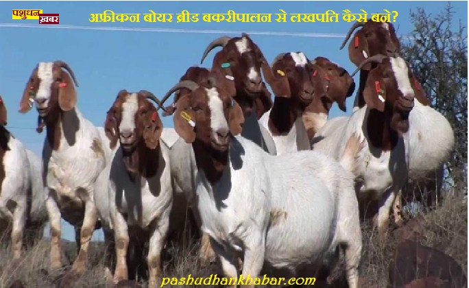 African Bakripalan Se Barsenge Ghar Me Note