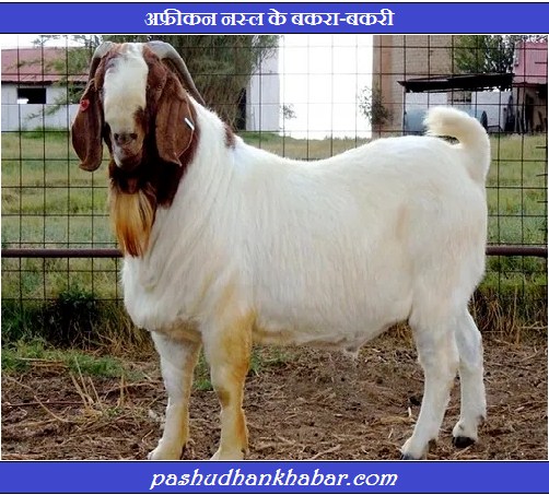 African Bakri Palan Karke Lakhpati Kaise Bane