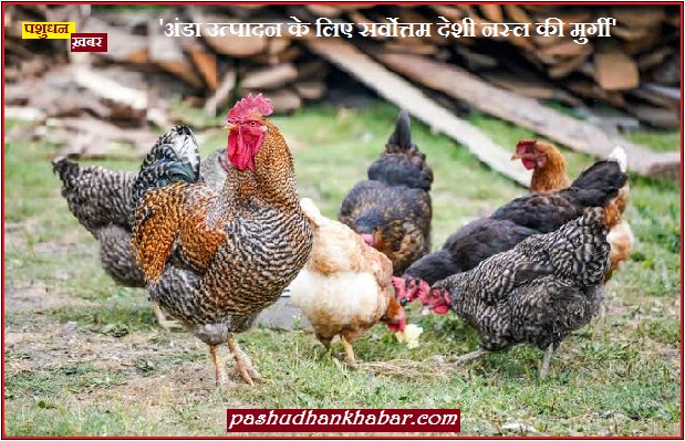 Best Hen for Poultry Farming