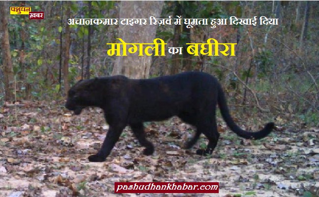 Black Panther in Achanakmar