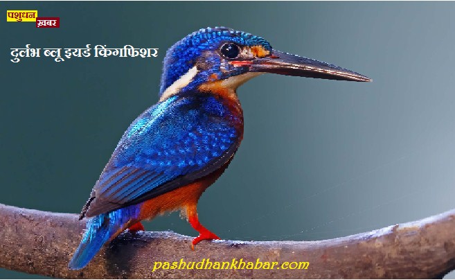 Blue Eared Kingfisher