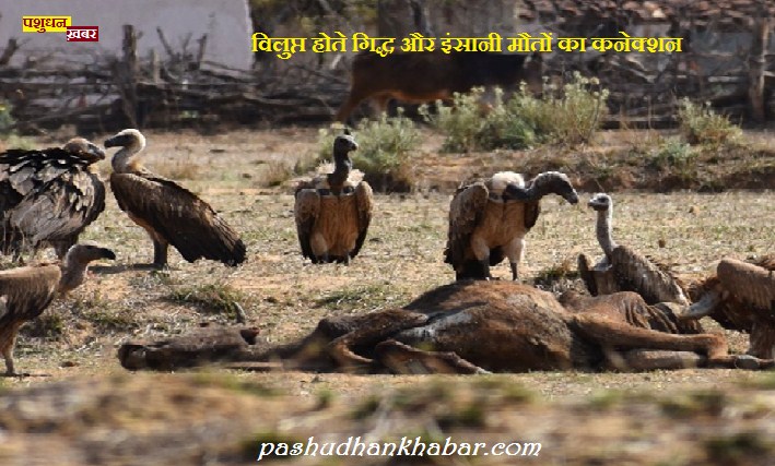 Connection Between Extinct Vulture and Human Death