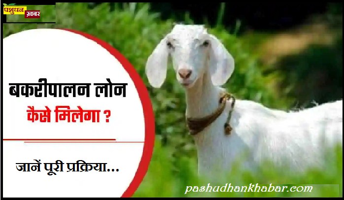 Goat Farming Yojana 2024 Apply for Subsidy