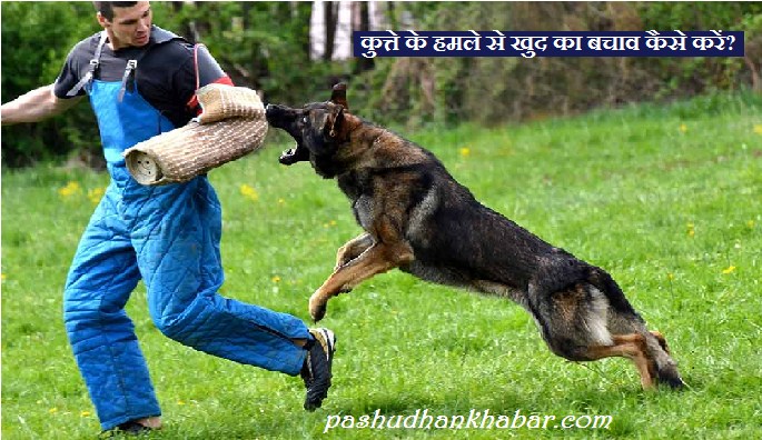 How to Defend Yourself from a Dog Attack