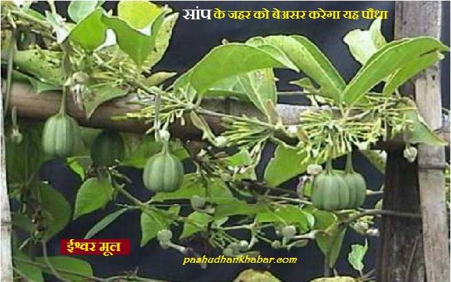 Tribal People Eat these Leaves in Case of Snake Bite