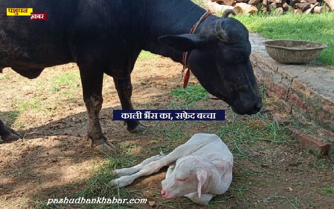 Kali Bhains Ka White Calf