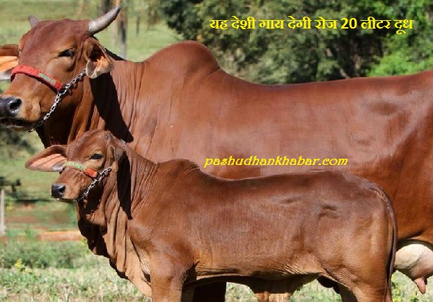 Red Sindhi Deshi Breed Cow