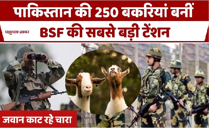 250 Pakistani Bakriyan Bani BSF Ke Liye Musibat