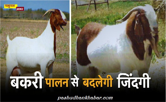 Charane Ka Jhanjhat Bhi Nahi Aur Kharcha Bhi Nahi