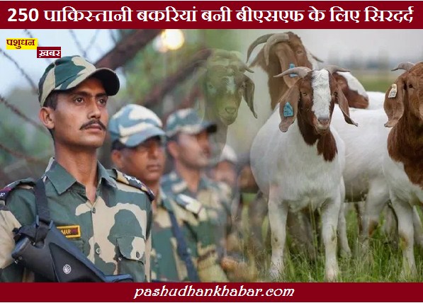 BSF Ke Pass 250 Pakistani Bakriyan