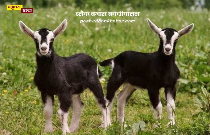 Black Bengal Goat Farming