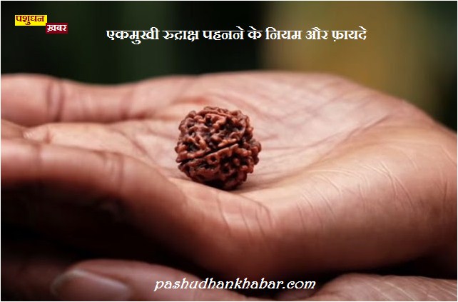 Ek Mukhi Rudraksha Dharan Karne Ke Niyam