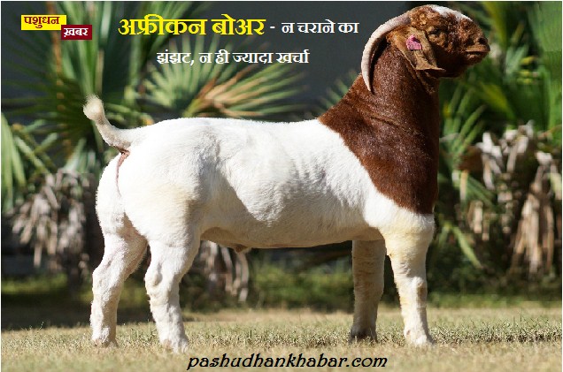 Goat Farming - African Boar Breed