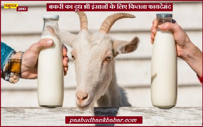 Goat Milk Benefits for Human Body