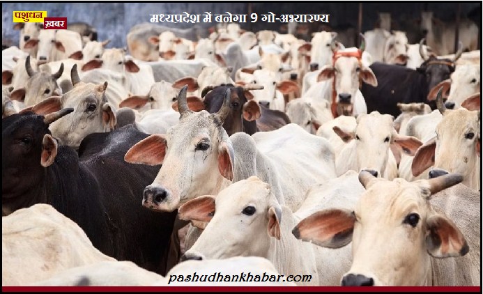 Madhya Pradesh Me Banega 9 Gau Abhyaranya