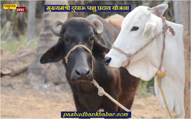 Mukhyamantri Pashu Praday Yojana