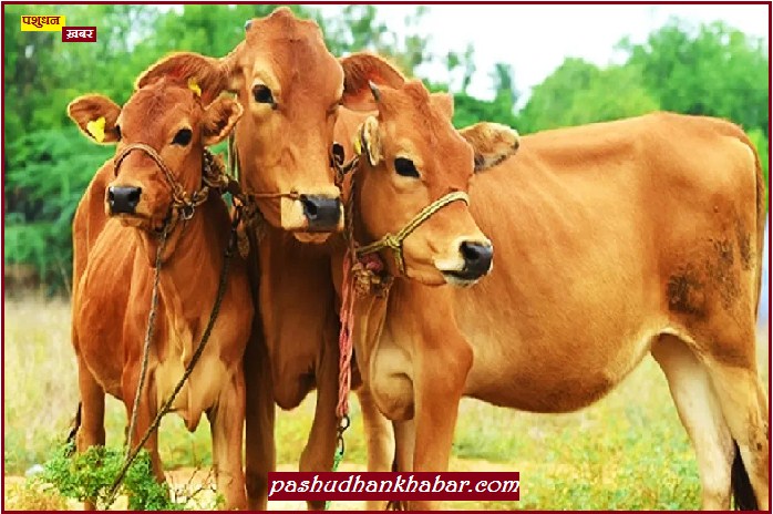 Organic Animal Husbandry is the Demand of Modern Times