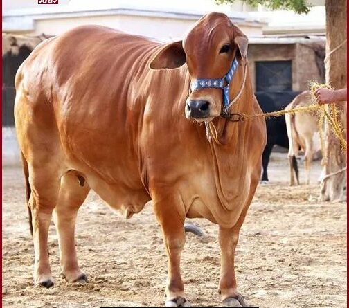 Sahiwal Cow For Dairy Farming