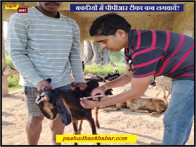 Bakariyon Me PPR Vaccination Kab Karayen