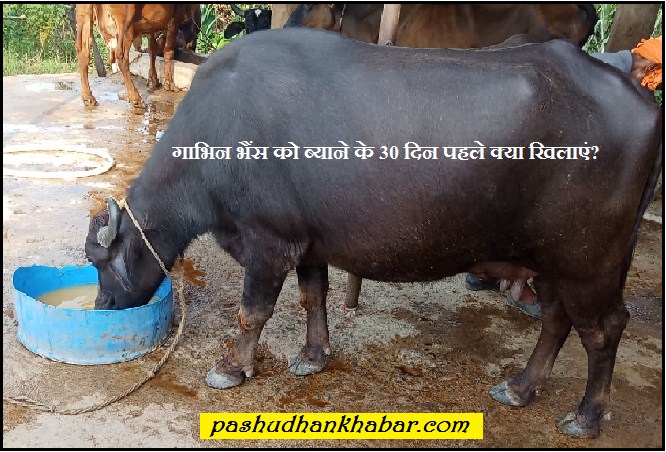 Gabhin Gaay Ko Janane Ke 30 Din Pahle Kya Khilayen