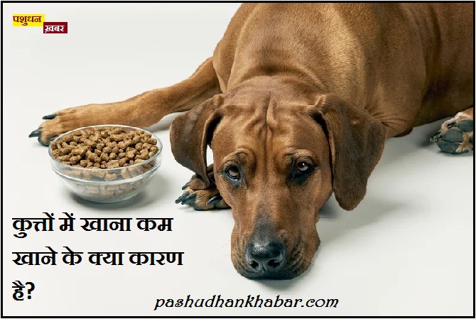Kutta Khana Kam Khaye To Kya Upaay Karen