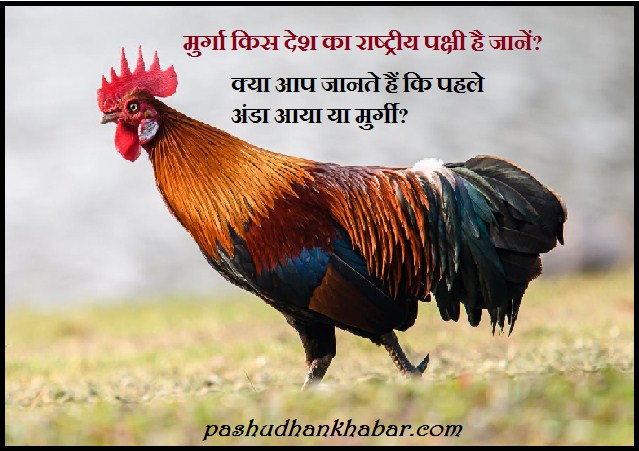Murga Kis Desh Ka Rashtriya Pakshi Hai