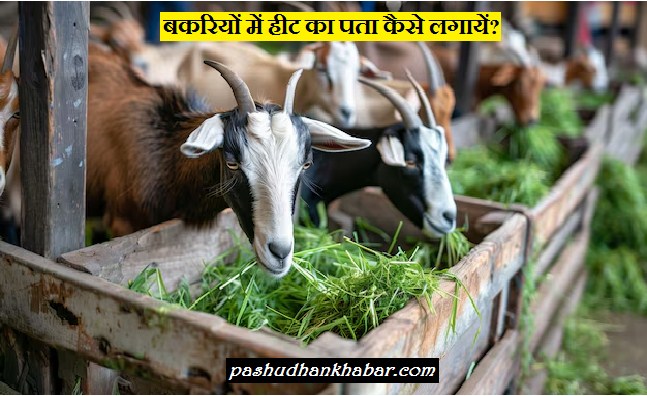 Bakariyon Me Heat Ka Kaise Pata Lagayen