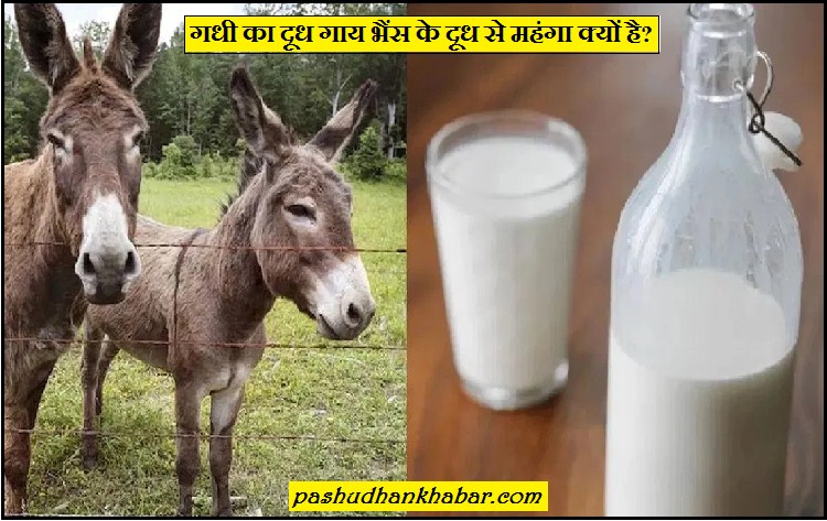 Gadhi Ka Dudh Gaay Bhains Se Mahanga Kyon Hai