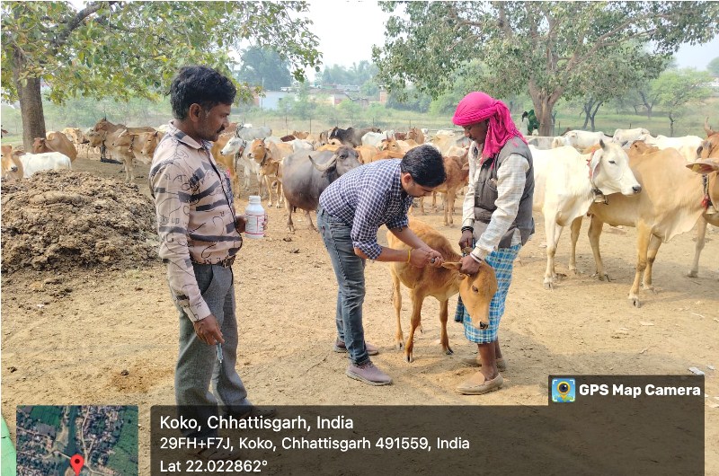 Gopashtami Ke Awsar Par Pashu Chikitsa Shivir