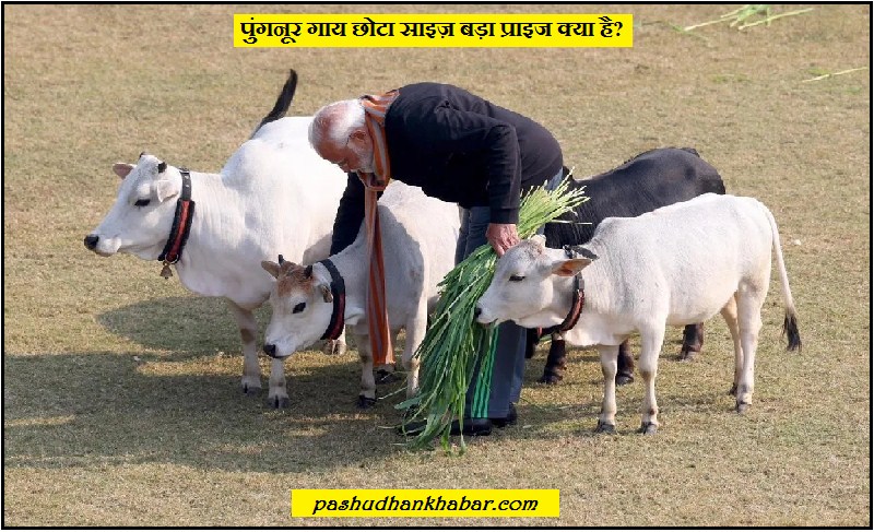 Pungnur Gaay Chhota Size Bada Prize Kya Hai