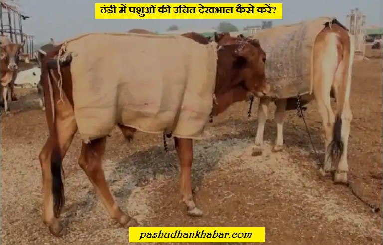 Thandi Men Pashuon Ki Dekhbhal