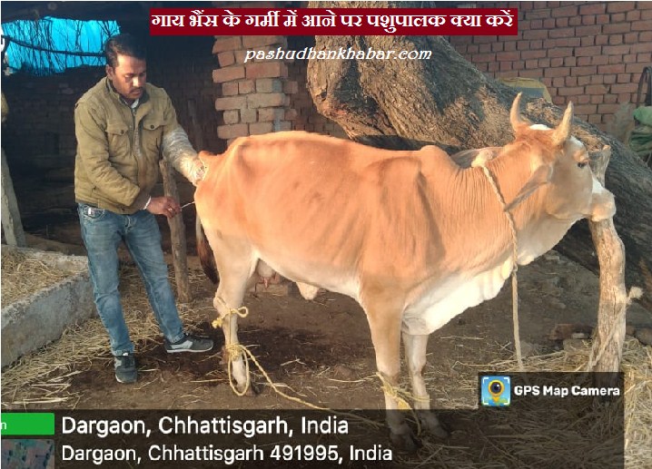 Pashuon Ke Garmi Me Aane Par Pashupalak Kya Karen