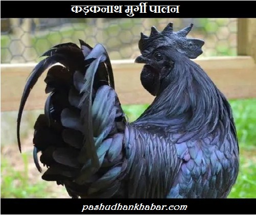 Kadaknath Murgi Palan